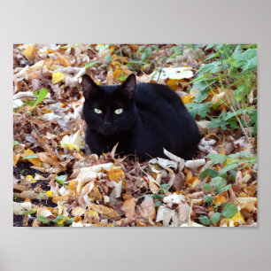 Zwart kat herfst Poster voor foto's (Matte)