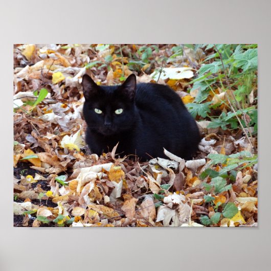 Zwart kat herfst Poster voor foto's (Matte) (Voorkant)