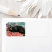 Zwart Kat Kat Kat Kat-label Etiket (Insitu)