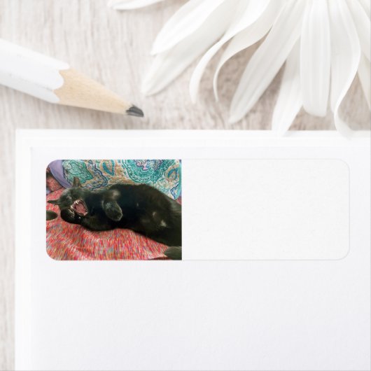 Zwart Kat Kat Kat Kat-label Etiket (Insitu)