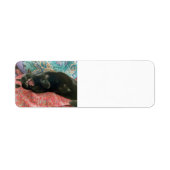 Zwart Kat Kat Kat Kat-label Etiket (Voorkant)