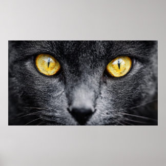 Zwart kat met gouden ogen wanddecoratie – mystieke poster