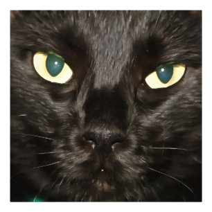 Zwart kat prachtig artistiek foto afdruk