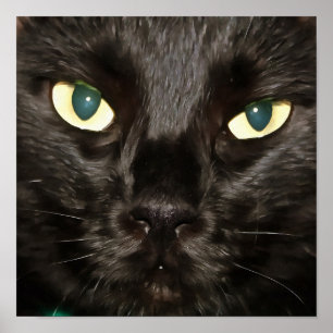 Zwart kat prachtig artistiek foto poster