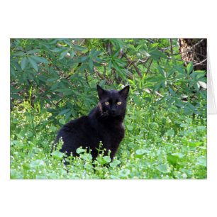 Zwart kat voelt zich eenzaam zonder je creditcard