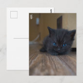 Zwart Katje Briefkaart (Voorkant / Achterkant)