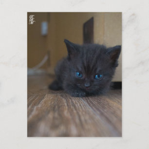 Zwart Katje Briefkaart