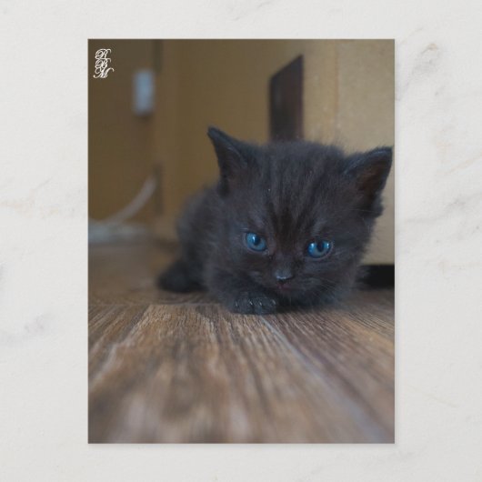 Zwart Katje Briefkaart (Voorkant)