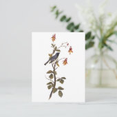 Zwart-keel Blue Warbler Audubon  Art Briefkaart (Staand voorkant)