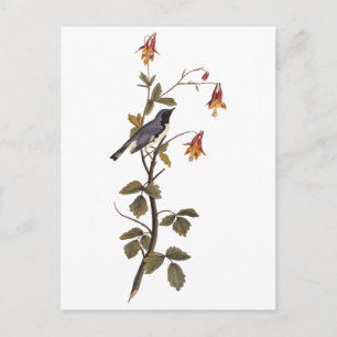 Zwart-keel Blue Warbler Audubon Art Briefkaart