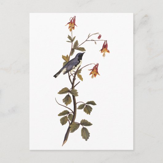 Zwart-keel Blue Warbler Audubon  Art Briefkaart (Voorkant)