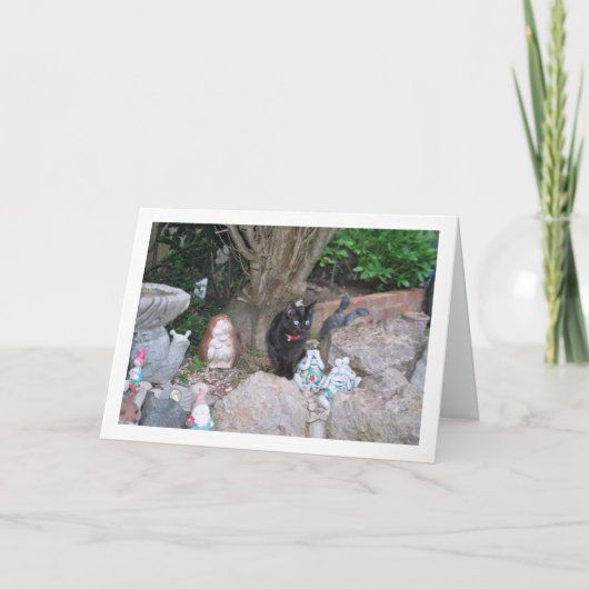 Zwart Kitten op Rockery Kaart (Voorkant)