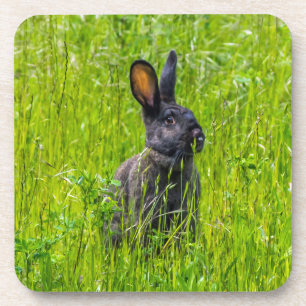 Zwart konijn in de gras harde plastic onderzetters