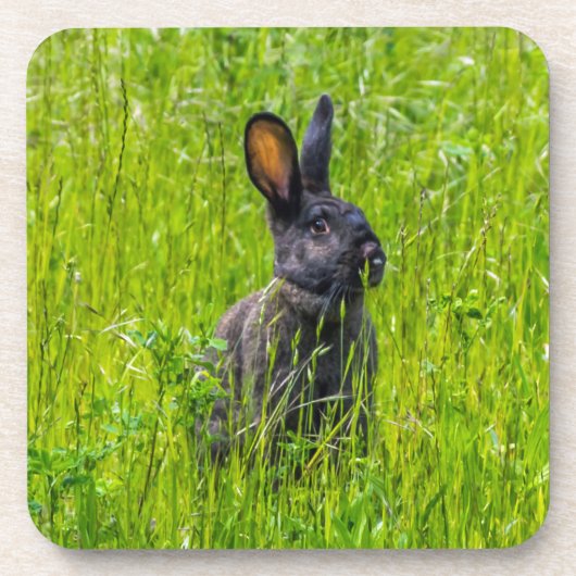 Zwart konijn in de gras harde plastic onderzetters (Voorkant)