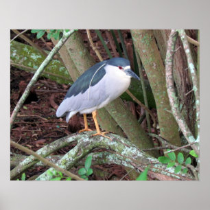 Zwart-kruid Night-Heron met broedplas Poster
