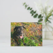 Zwart lab aan linkergras op rechterafbeelding briefkaart (Staand voorkant)