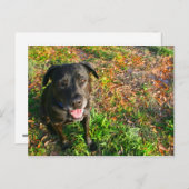 Zwart lab aan linkergras op rechterafbeelding briefkaart (Voorkant / Achterkant)