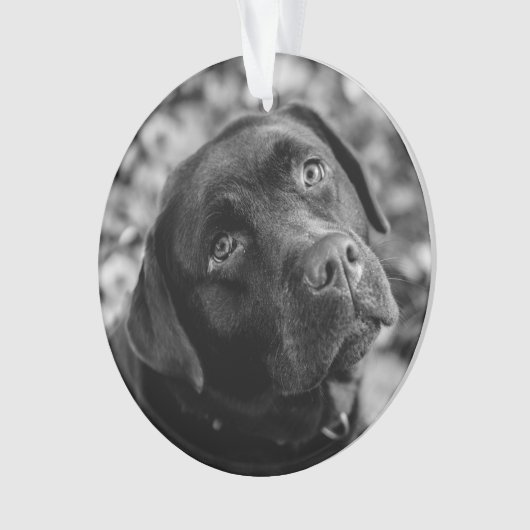 Zwart lab aanpasbaar kerstfeest ornament (voorkant)