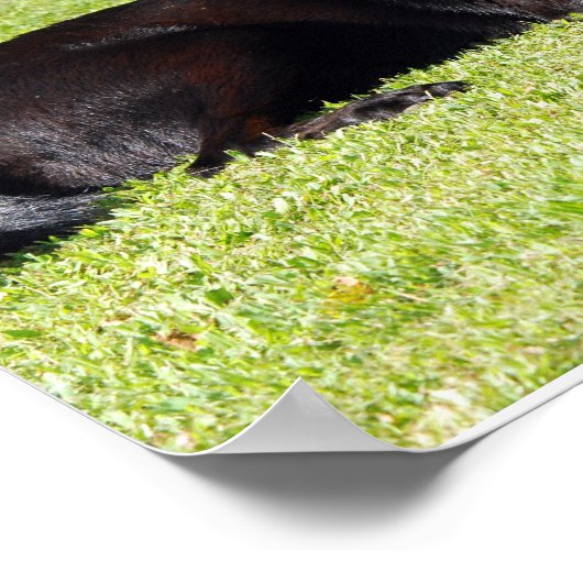 Zwart lab afdrukken poster (Hoek)