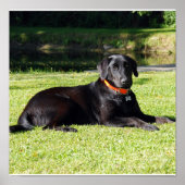 Zwart lab afdrukken poster (Voorkant)