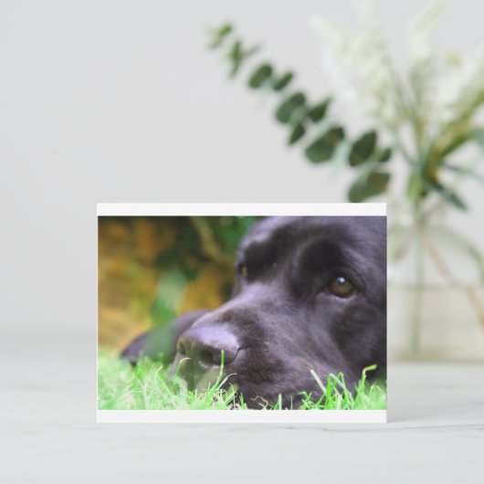 zwart lab briefkaart (Staand voorkant)