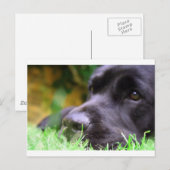 zwart lab briefkaart (Voorkant / Achterkant)