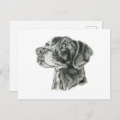 Zwart lab briefkaart (Voorkant / Achterkant)