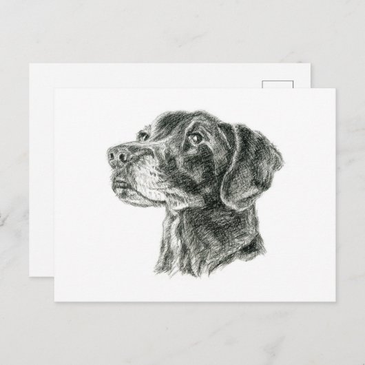 Zwart lab briefkaart (Voorkant / Achterkant)