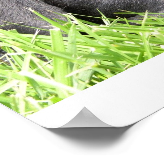 Zwart Lab Daydroamer Framed Print (Hoek)