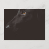 zwart lab feestdagenkaart (Voorkant)