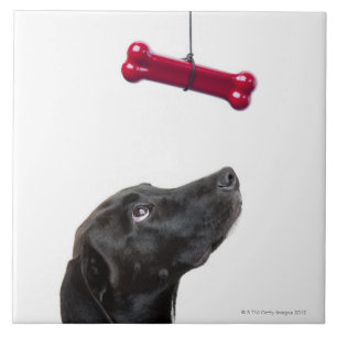 Zwart lab gemengde hond met rood hondenbot tegeltje