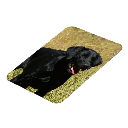 Zwart Lab in veld flexibele magneet (Linkerzijde)