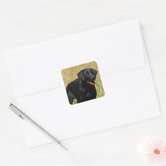 Zwart Lab in Veld Stickers (Envelop)