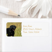 Zwart lab in veldmails etiket (Insitu)