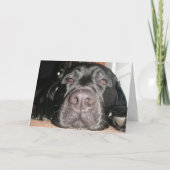 Zwart lab kaart (Voorkant)