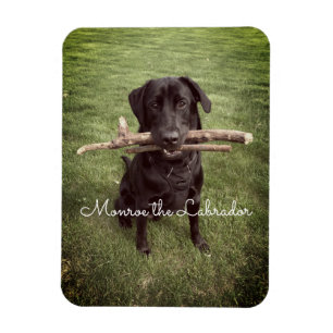 Zwart lab met twee sticks Dog Foto en naam Magneet
