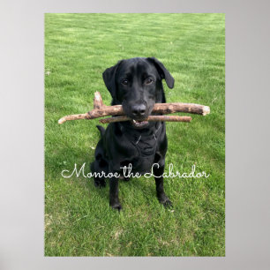 Zwart lab met twee sticks Dog Foto en naam Poster