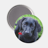 Zwart Lab puppy magneet (Voorkant / Achterkant)