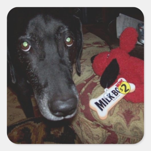 Zwart lab / speelgoed sticker voor enveloppen (Voorkant)