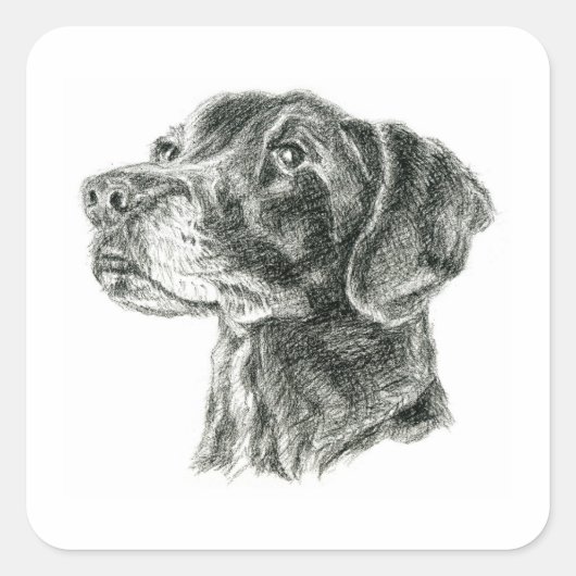Zwart lab vierkante sticker (Voorkant)