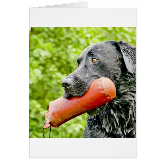 zwart laboratorium dat terugwint (Voorkant)