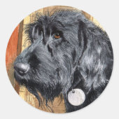 Zwart Labradoodle #1 Stickers (Voorkant)