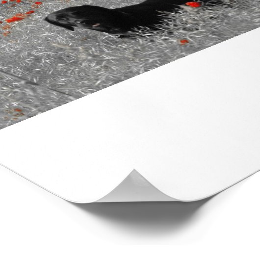 Zwart labrador onder poppies print (Hoek)