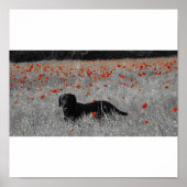 Zwart labrador onder poppies print (Voorkant)