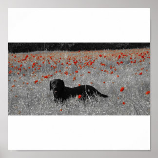 Zwart labrador onder poppies print