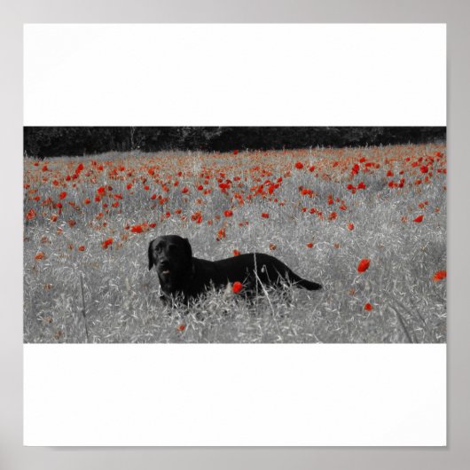 Zwart labrador onder poppies print (Voorkant)
