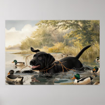 Zwart labrador puppy, labrador jacht Poster
