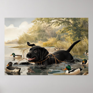 Zwart labrador puppy, labrador jacht Poster