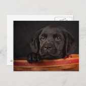 Zwart labrador rekwalvis in een mand briefkaart (Voorkant / Achterkant)
