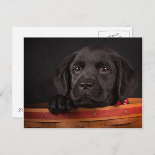 Zwart labrador rekwalvis in een mand briefkaart (Voorkant / Achterkant)